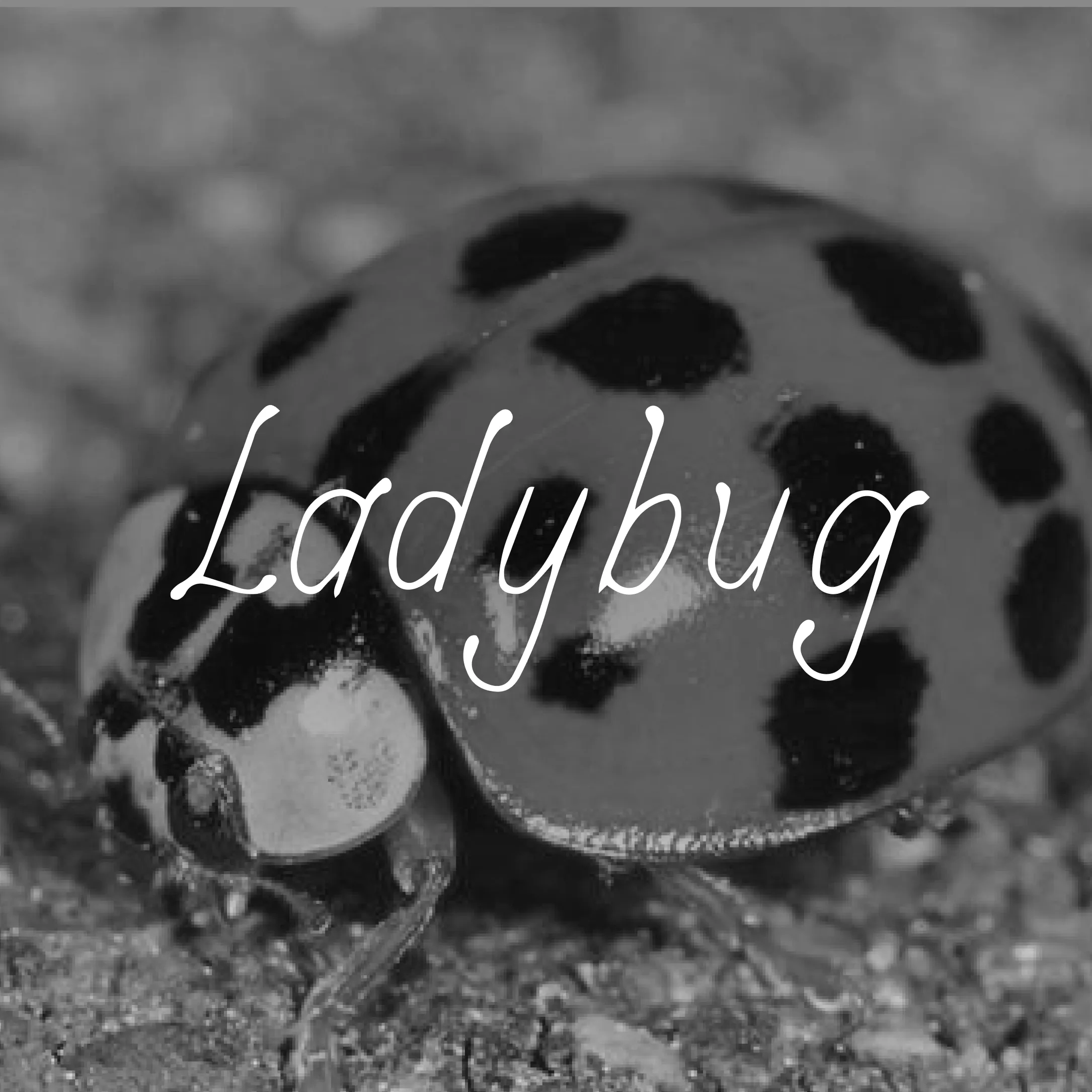 Ladybug Font design showcasing unique letterforms and style